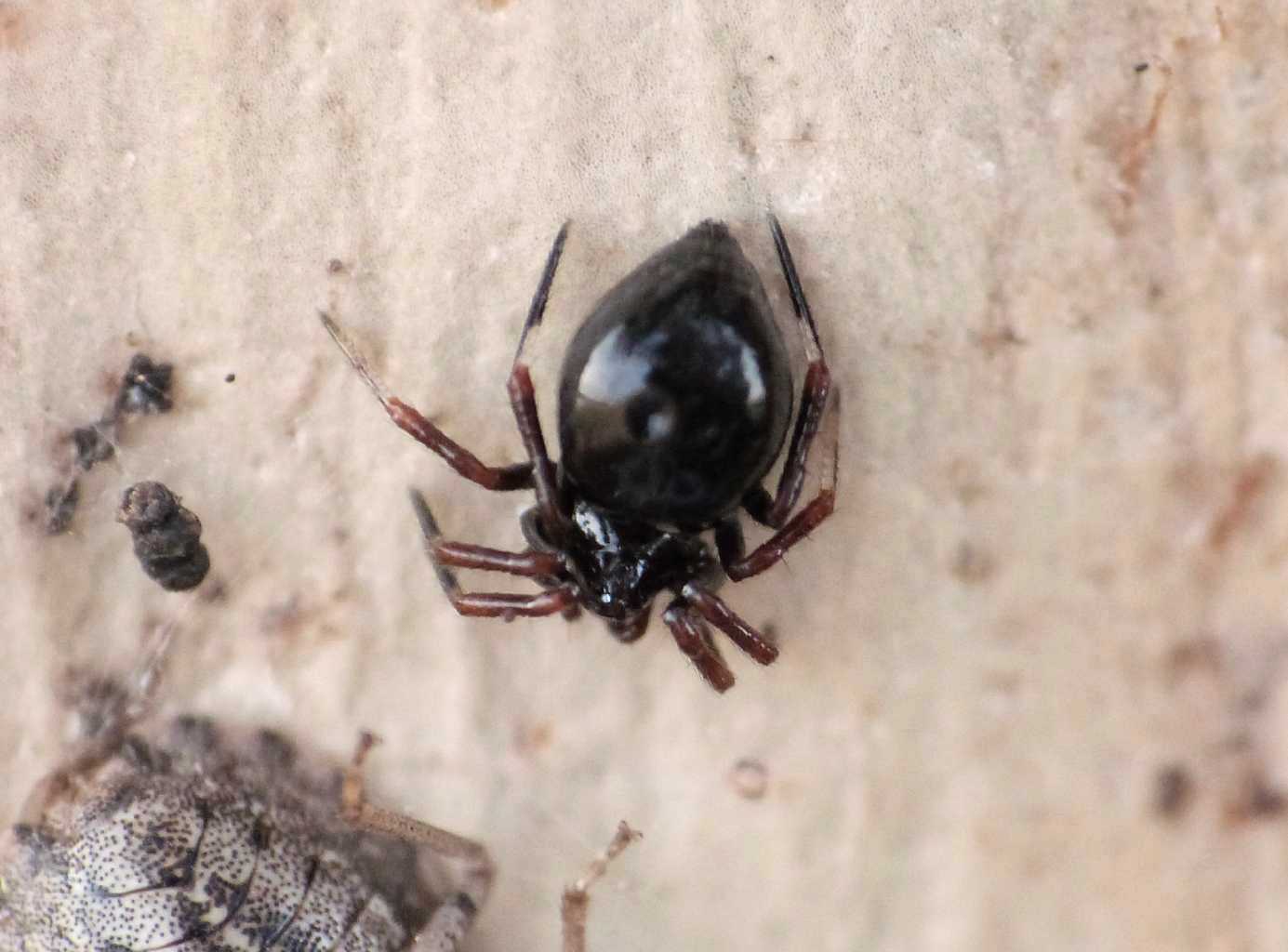 Carrellata di Euryopis episinoides - Ostia Antica (RM)